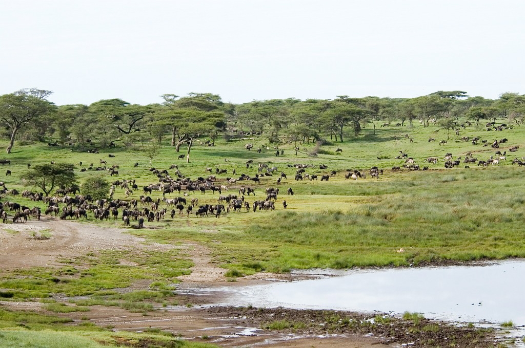 Ndutu gnu flok00.jpg - Blue Wilderbeest (Connochaetus taurinus), Tanzania March 2006